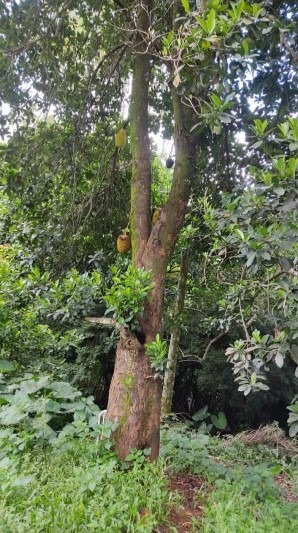 Chácara à venda no Jardim Progresso: 