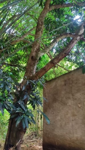 Chácara à venda no Jardim Progresso: 