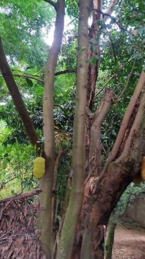 Chácara à venda no Jardim Progresso: 