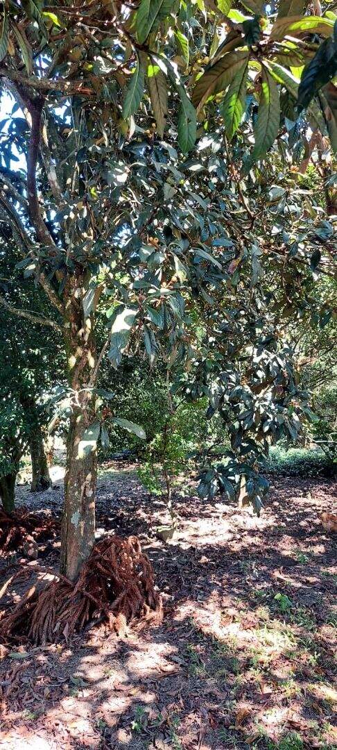 Chácara à venda no Jardim da Represa: 
