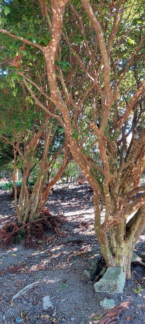 Chácara à venda no Jardim da Represa: 