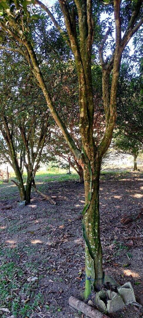 Chácara à venda no Jardim da Represa: 