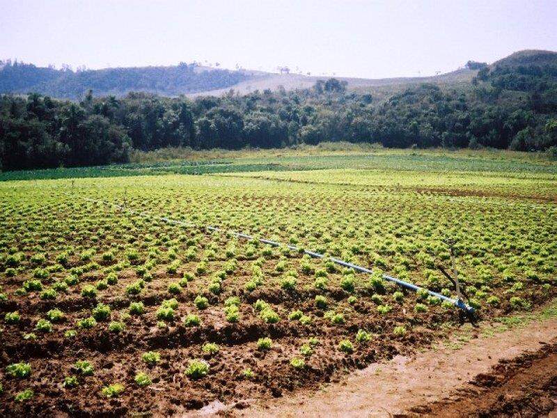 Sítio Padrão à venda no Ribeirão dos Santos: 
