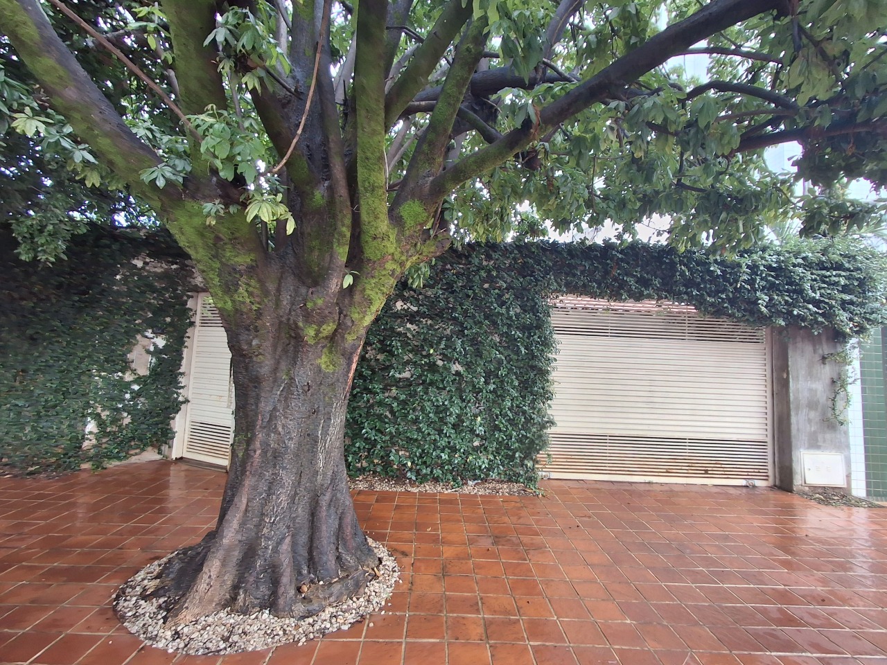 Casa para aluguel no Augusta Mota: 