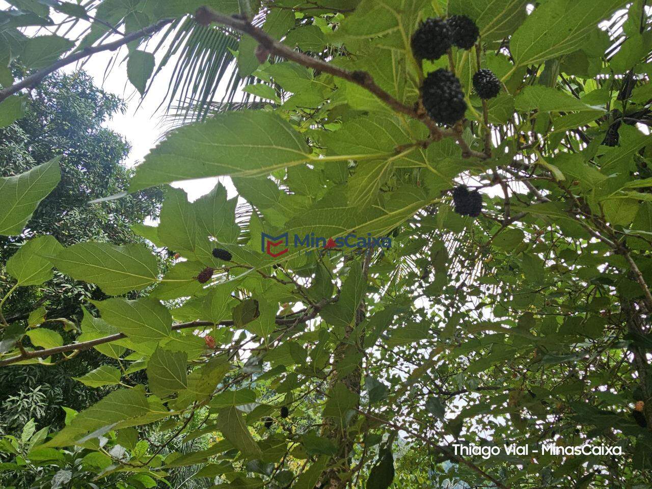Chácara à venda com 1 quarto, 1000m² - Foto 3