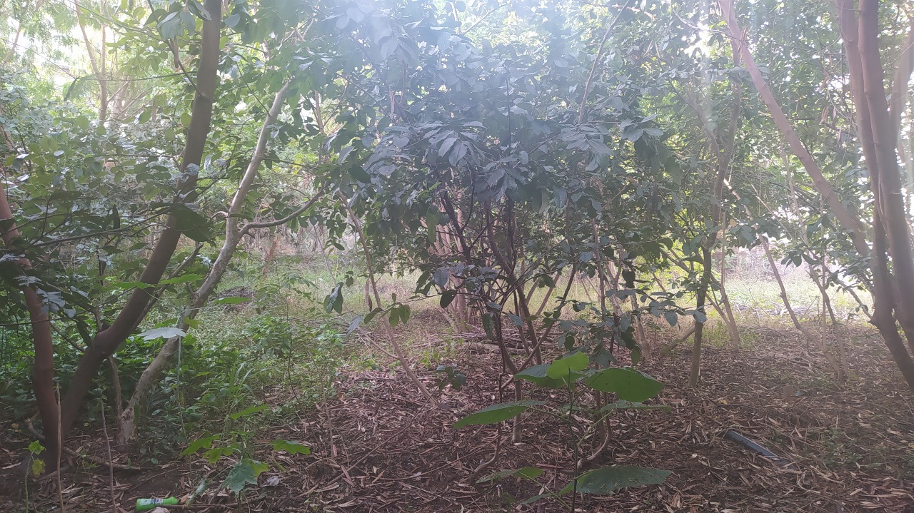 (29084) à venda - Lote com , no Colégio Batista : 