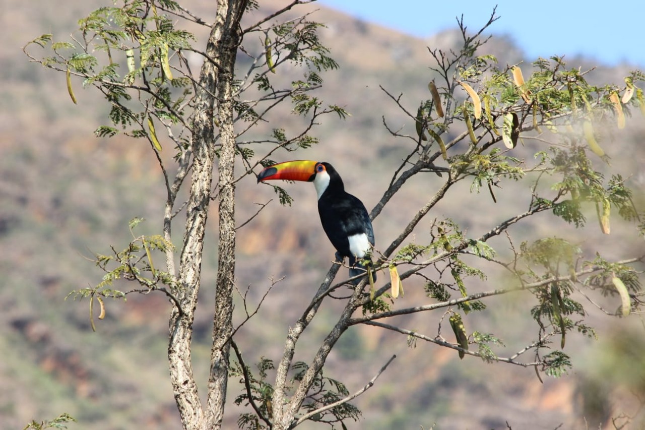 Lote em condomínio à venda no Retiro do Chalé (Piedade do Paraopeba): 