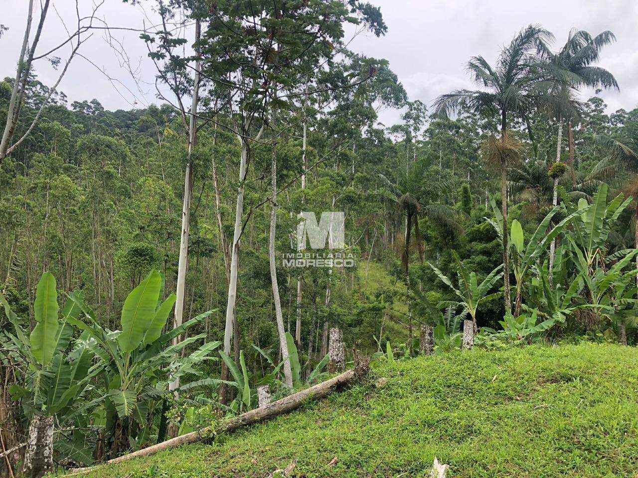 Sítio/Chácara à venda no bairro Lageado Alto: 