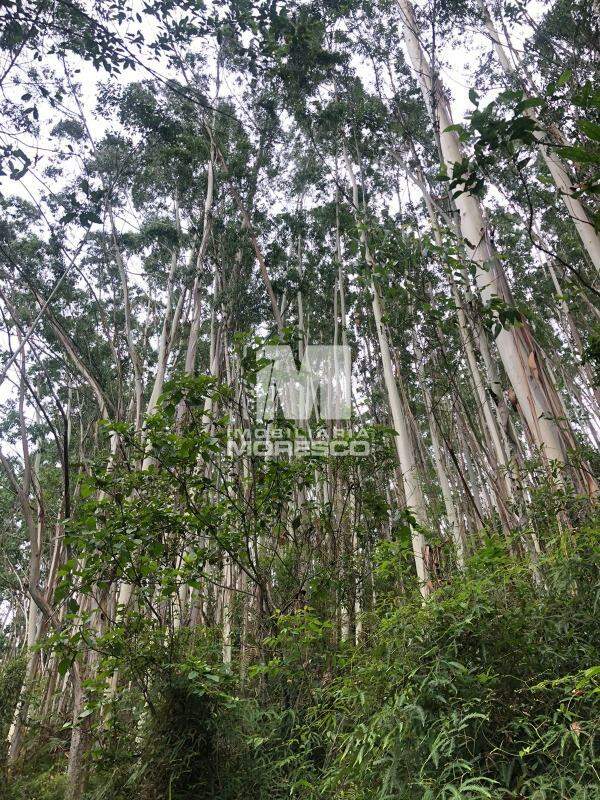 Sítio/Chácara à venda no bairro Lageado Alto: 