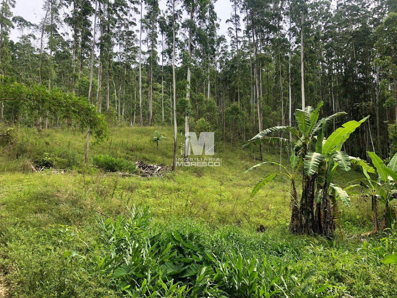 Sítio/Chácara à venda no bairro Lageado Alto: 