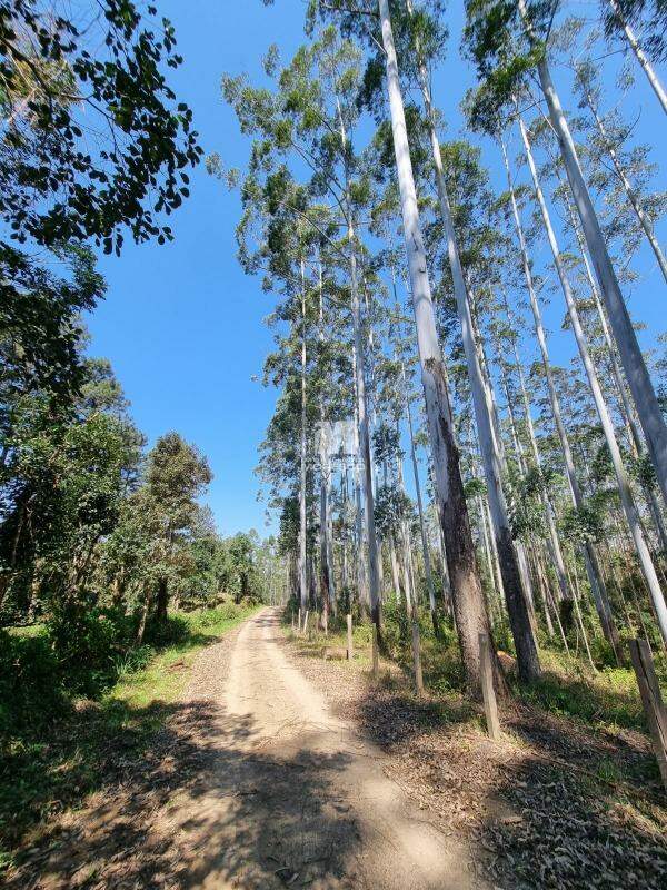 Fazenda/Sítios/Chácaras de 3 quartos, 1250m² no bairro Centro, em Benedito Novo | Eu Corretor