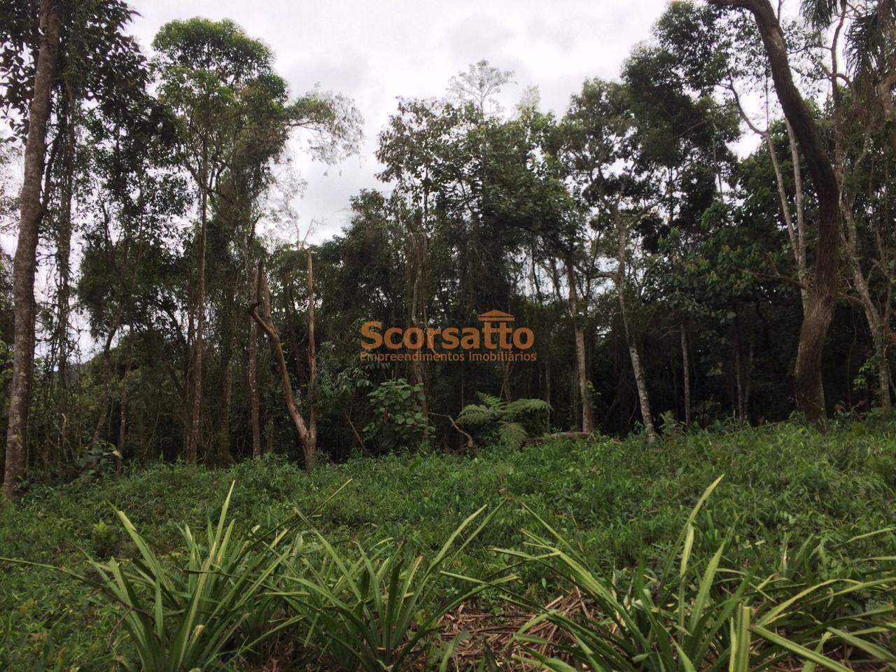 Terreno à venda no Lagoa: 