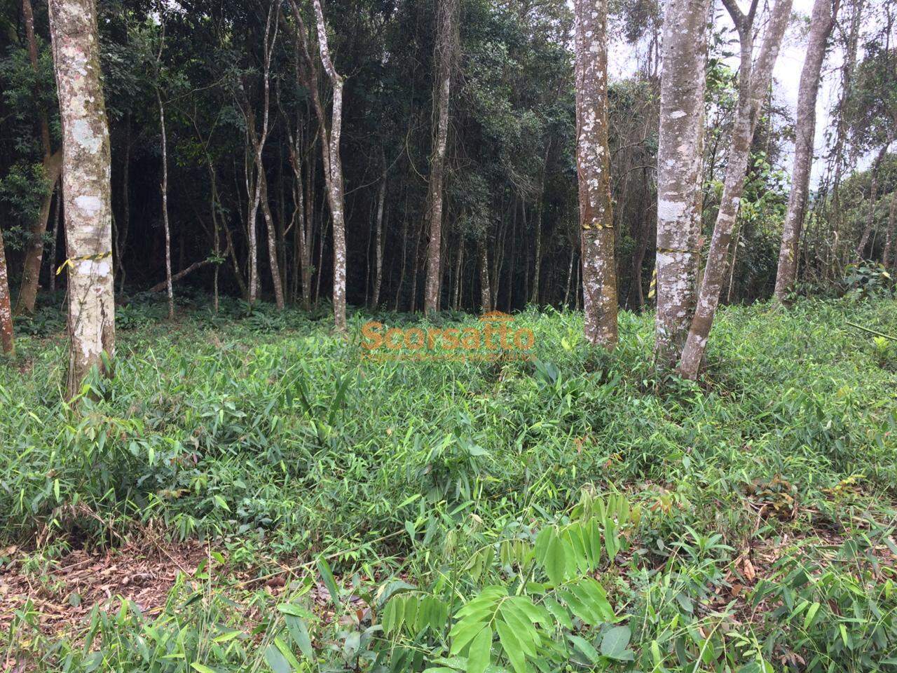 Terreno à venda no Lagoa: 