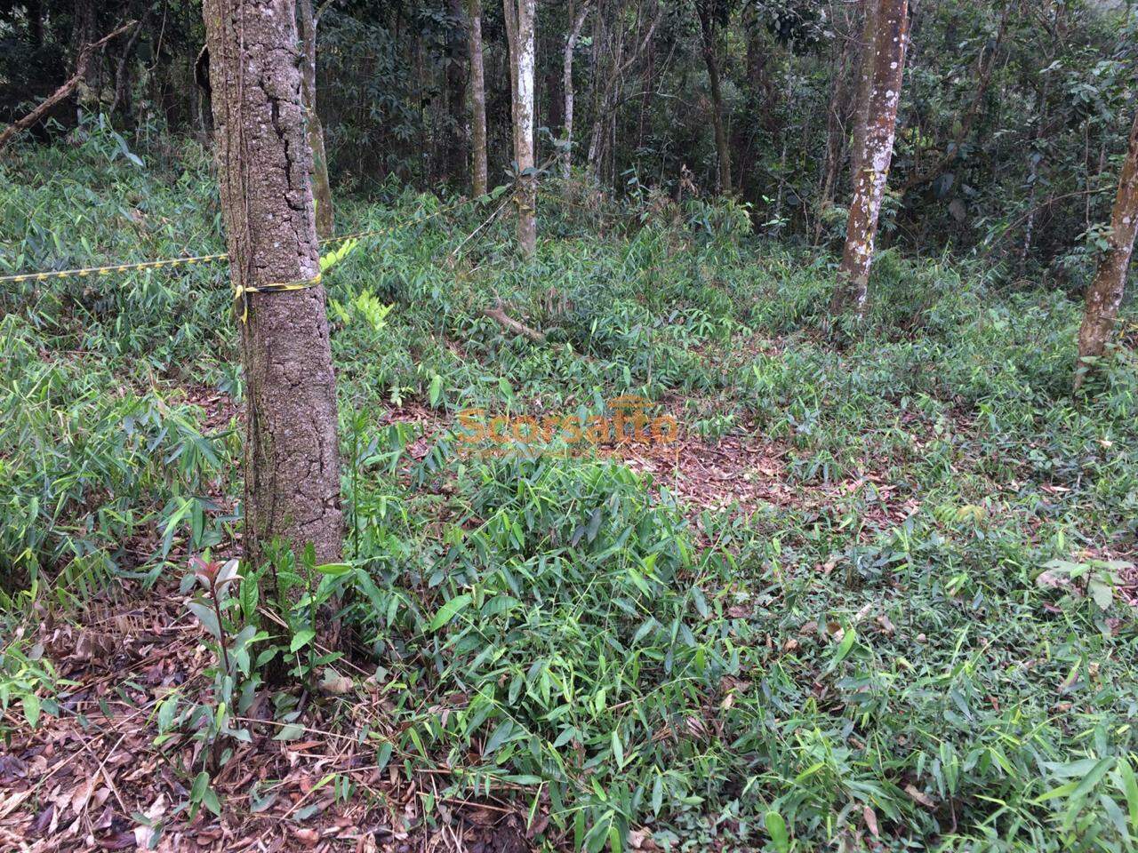 Terreno à venda no Lagoa: 