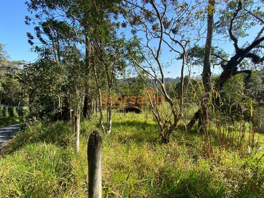 Terreno à venda no Palmeiras: 