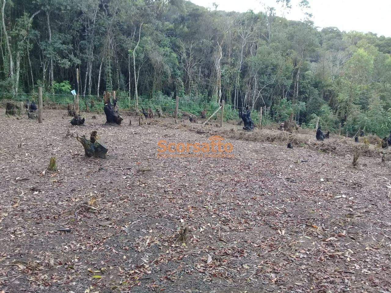 Terreno à venda no Lagoa: 