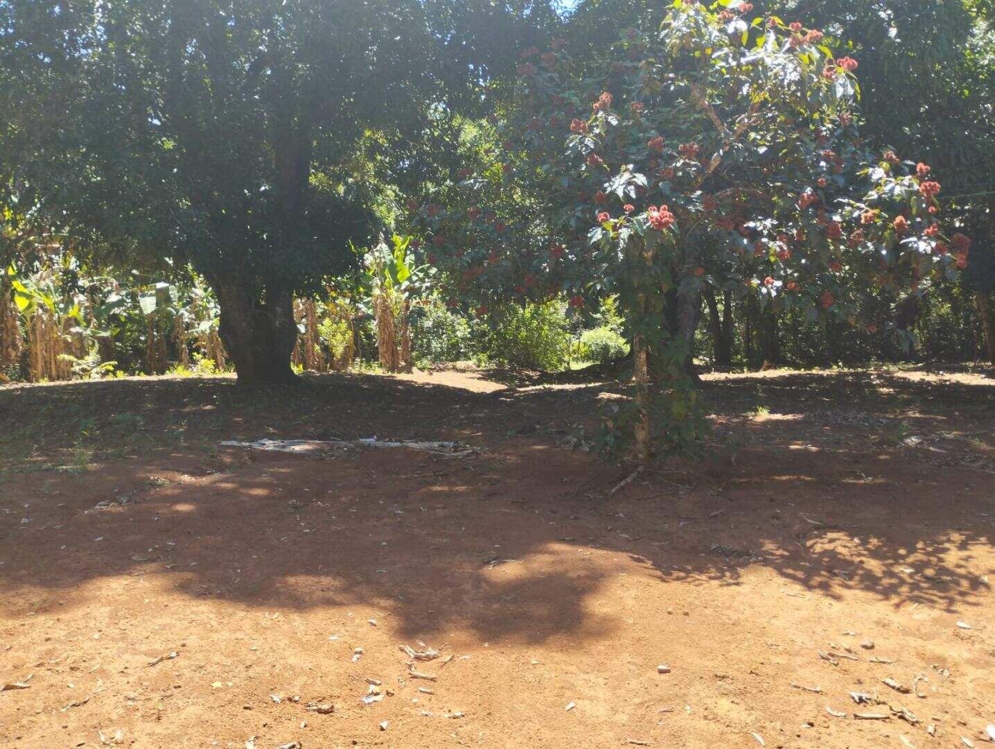 Chácara à venda no Zona Rural: 