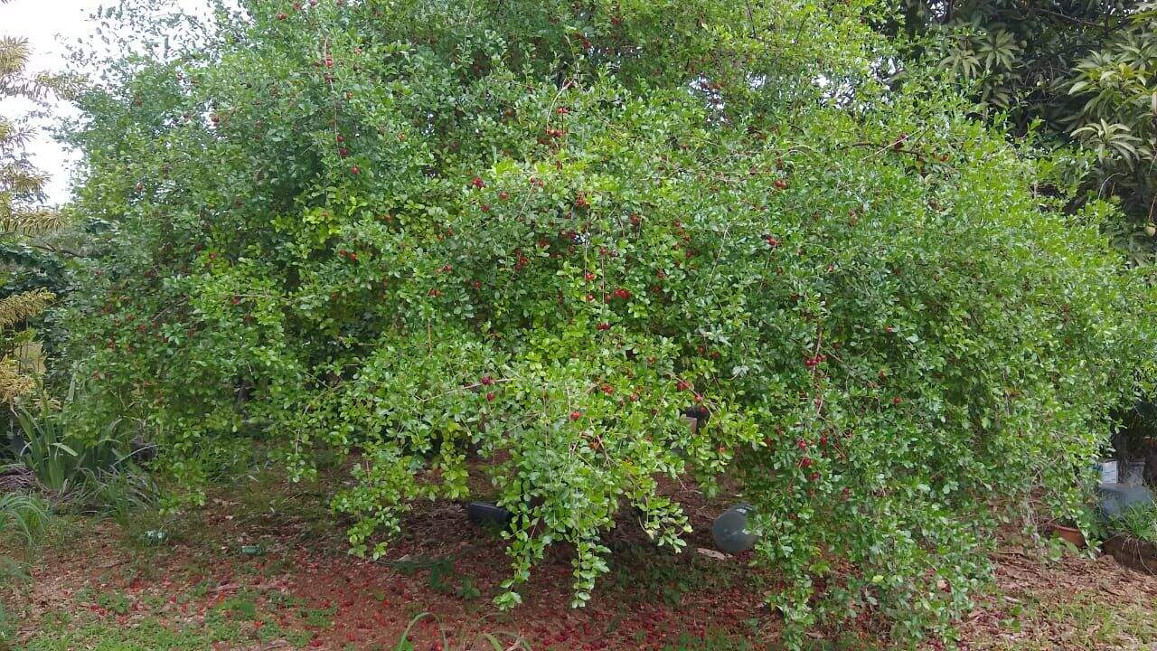 Chácara à venda no Área Rural de São Sebastião: 