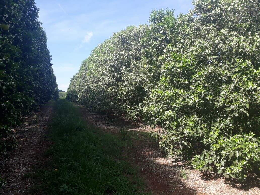 Fazenda à venda no Santa Teresinha: fazenda-com-3-dormitorios-a-venda-5584876-m-por-r-100-000-000-00-usina-estreito-pedregulho-sp1732654911981ztexk.jpg