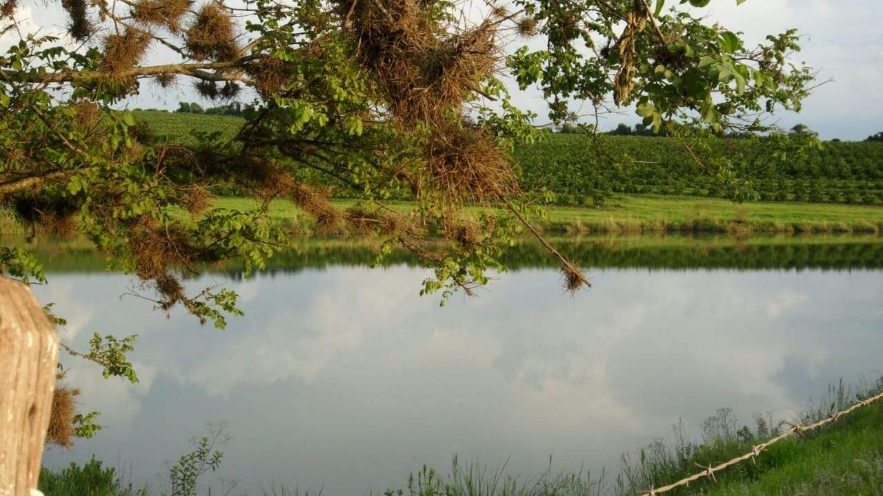 Fazenda à venda no Santa Teresinha: fazenda-com-3-dormitorios-a-venda-5584876-m-por-r-100-000-000-00-usina-estreito-pedregulho-sp1732654913491uupfy.jpg
