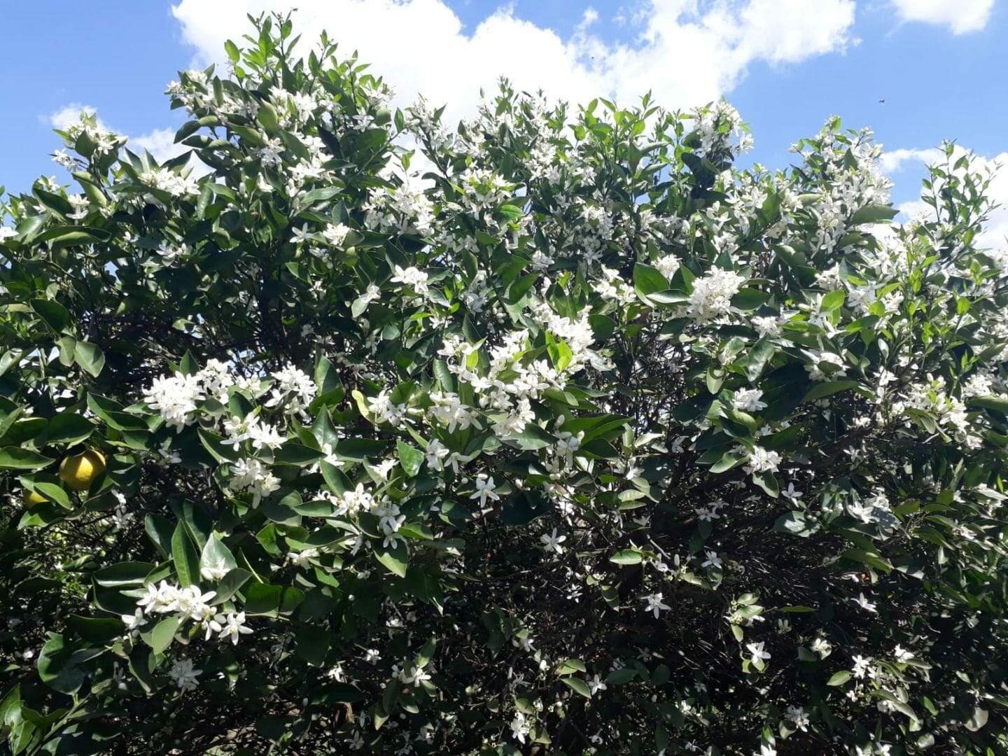 Fazenda à venda no Santa Teresinha: fazenda-com-3-dormitorios-a-venda-5584876-m-por-r-100-000-000-00-usina-estreito-pedregulho-sp1732654916261ihsvg.jpg