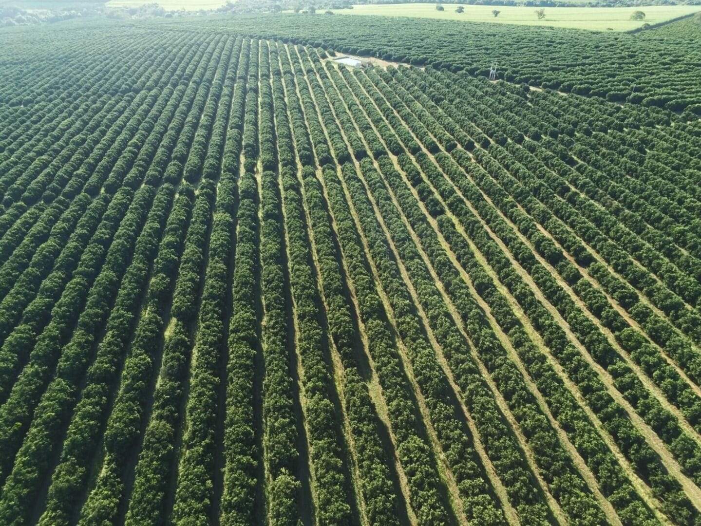 Fazenda à venda no Santa Teresinha: fazenda-com-3-dormitorios-a-venda-5584876-m-por-r-100-000-000-00-usina-estreito-pedregulho-sp1732654925775newvp.jpg