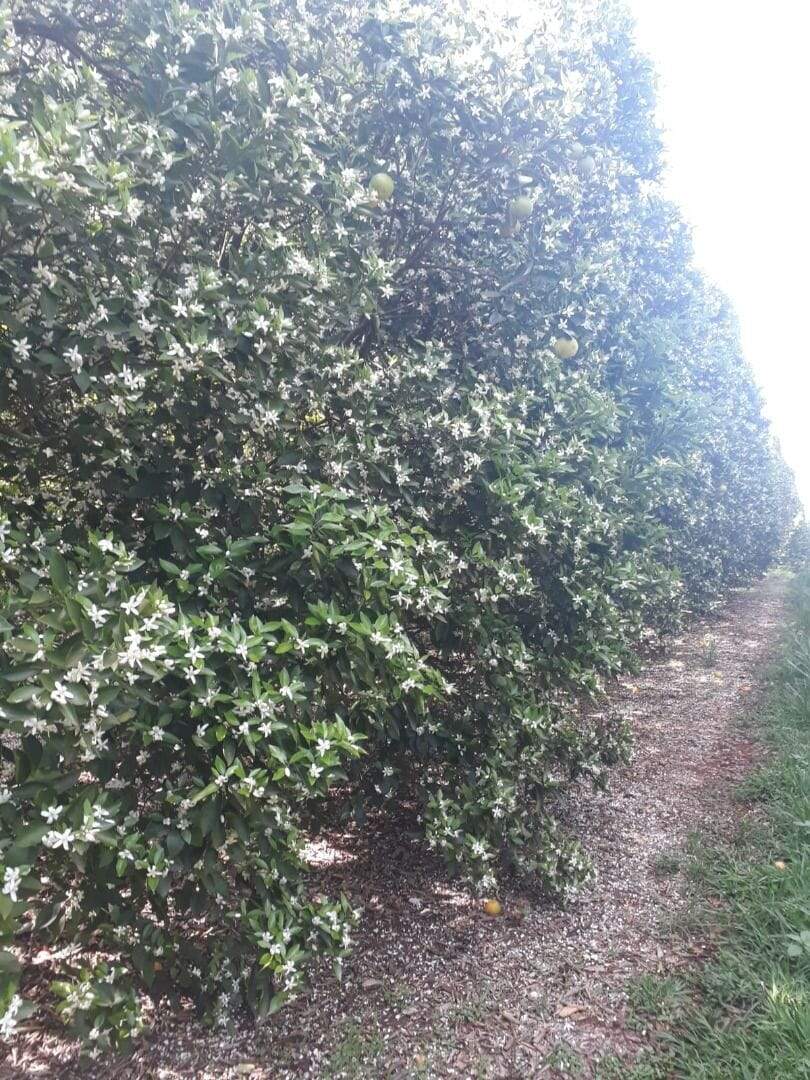 Fazenda à venda no Santa Teresinha: fazenda-com-3-dormitorios-a-venda-5584876-m-por-r-100-000-000-00-usina-estreito-pedregulho-sp1732654928999tqamf.jpg