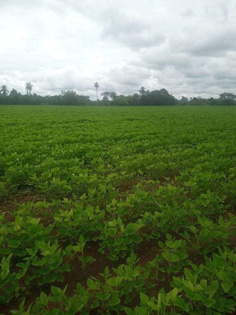 Fazenda à venda no Zona Rural: fazenda-a-venda-847000-m-por-r-9-450-000-zona-rural-santa-rosa-de-viterbo-sp1732654930650zrbwc.jpg