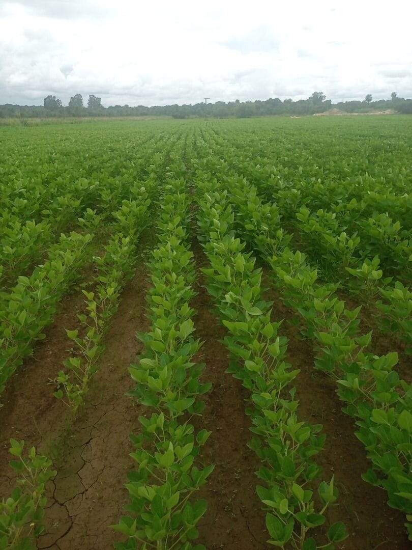 Fazenda à venda no Zona Rural: fazenda-a-venda-847000-m-por-r-9-450-000-zona-rural-santa-rosa-de-viterbo-sp1732654955340yjezo.jpg