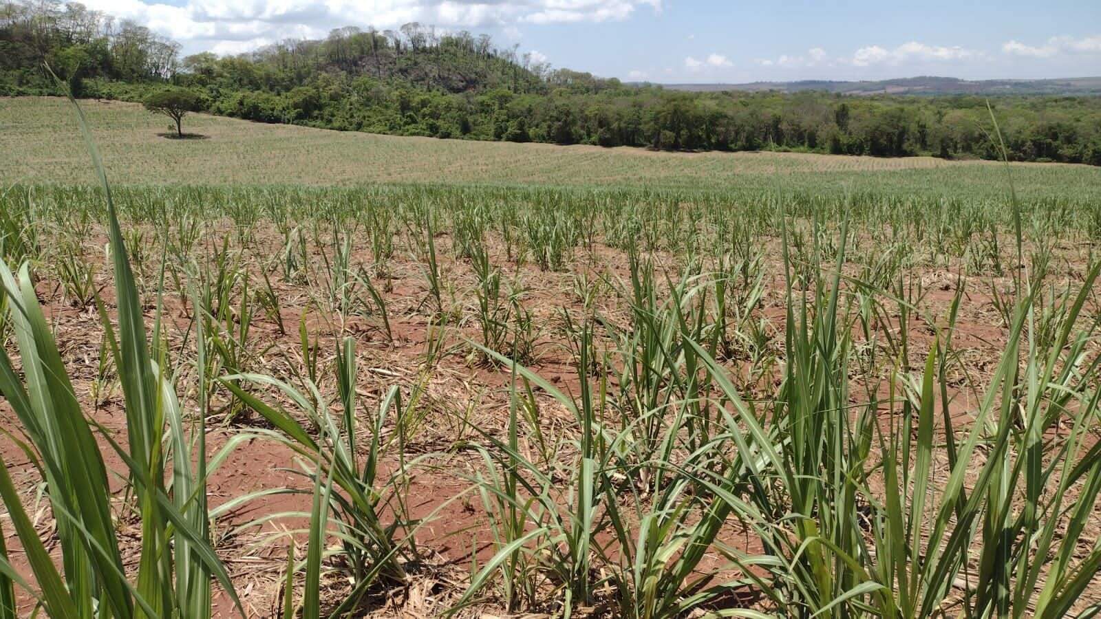 Fazenda à venda no Parque Industria: fazenda-a-venda-1234200-m-por-r-12-000-000-zona-rural-ribeirao-preto-sp1732654989392jxdmh.jpg