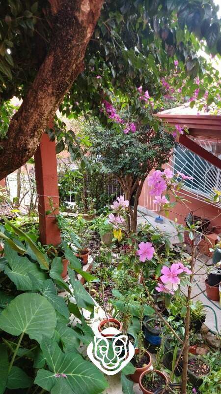 Jardim 