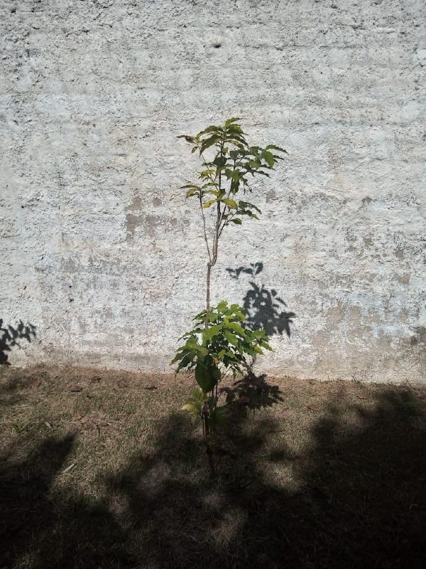 Casa, 2 quartos, 314 m² - Foto 25