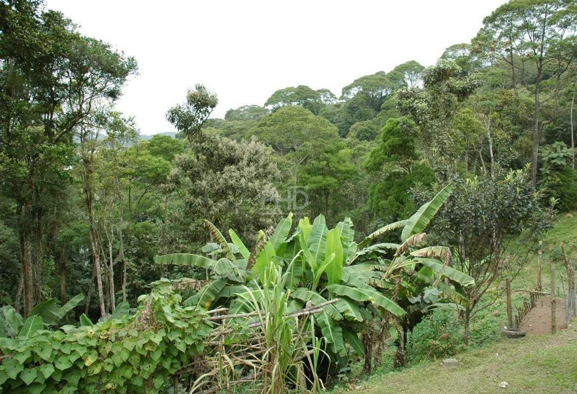 Terreno, 8 hectares - Foto 4