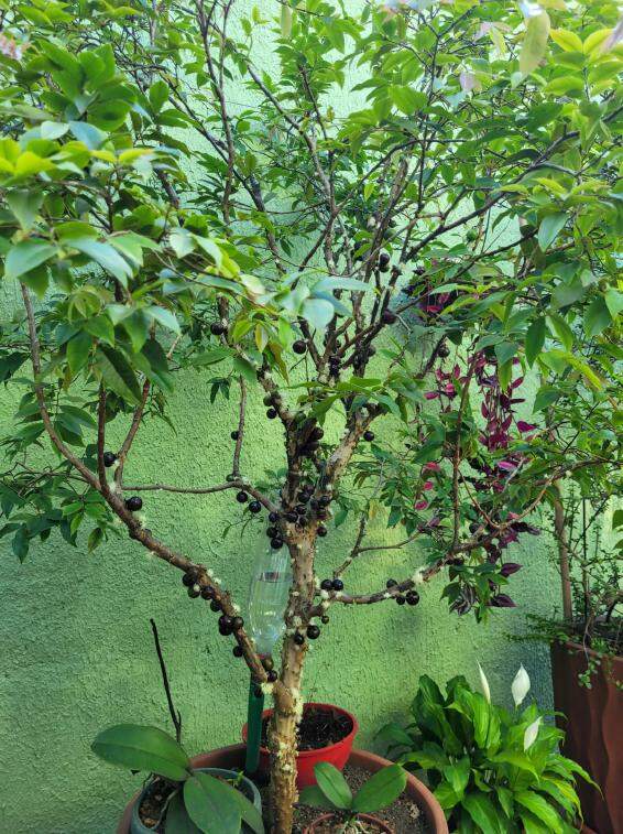 Casa, 2 quartos, 179 m² - Foto 15