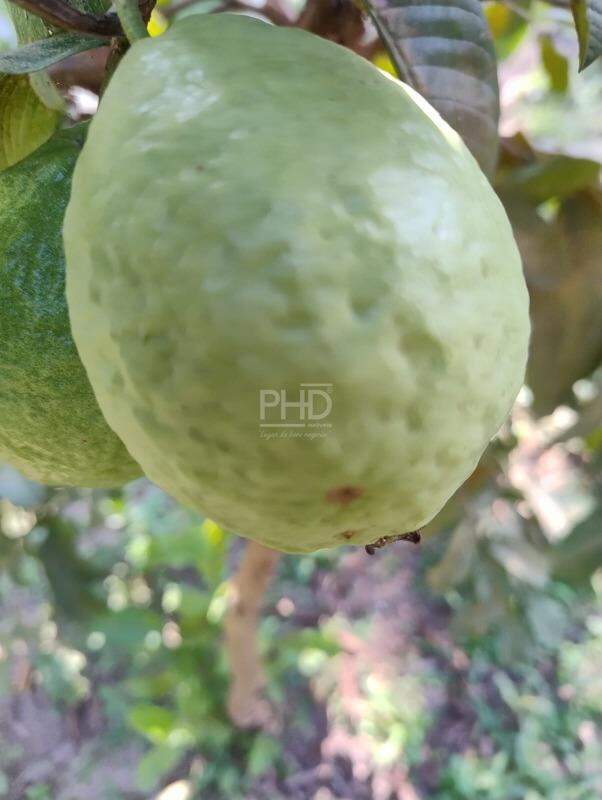 Sítio, 3 quartos, 1980 m² - Foto 16