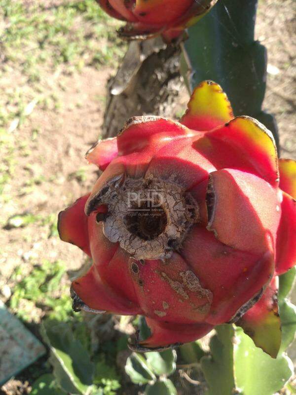 Sítio, 3 quartos, 1980 m² - Foto 17