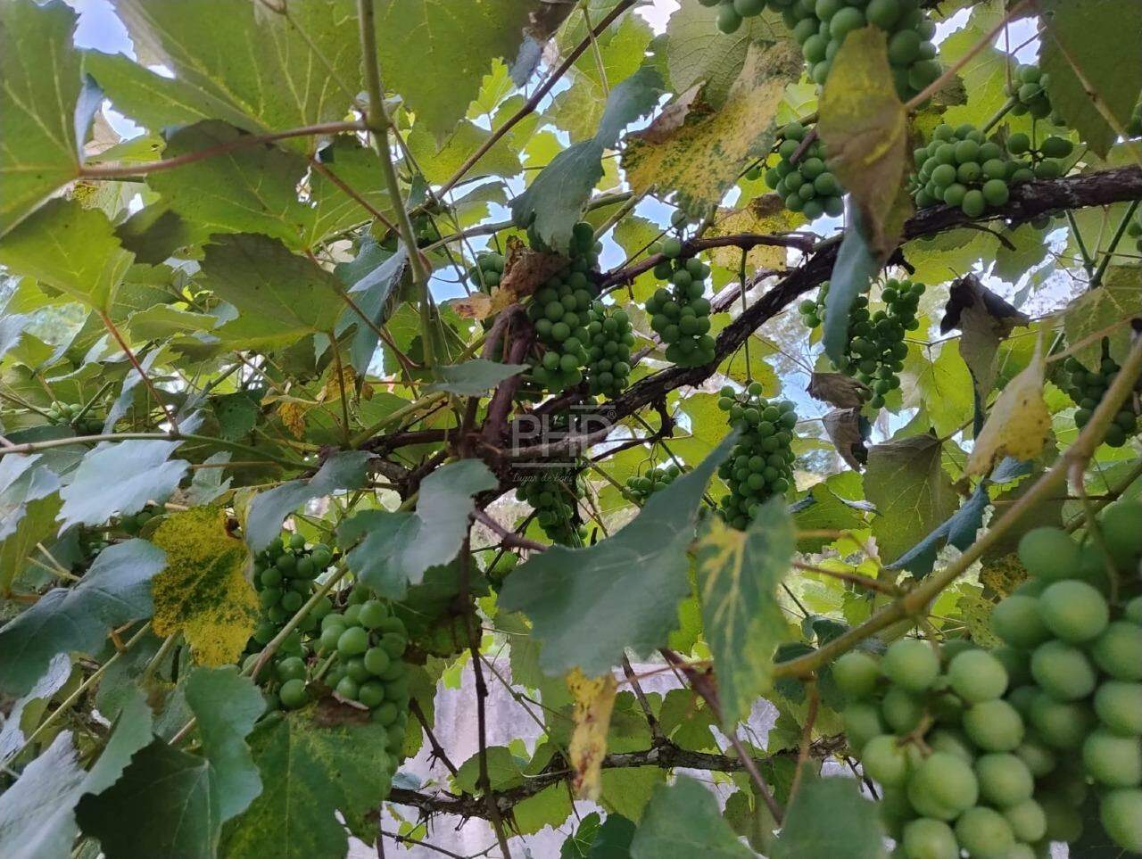 Sítio, 3 quartos, 1980 m² - Foto 14