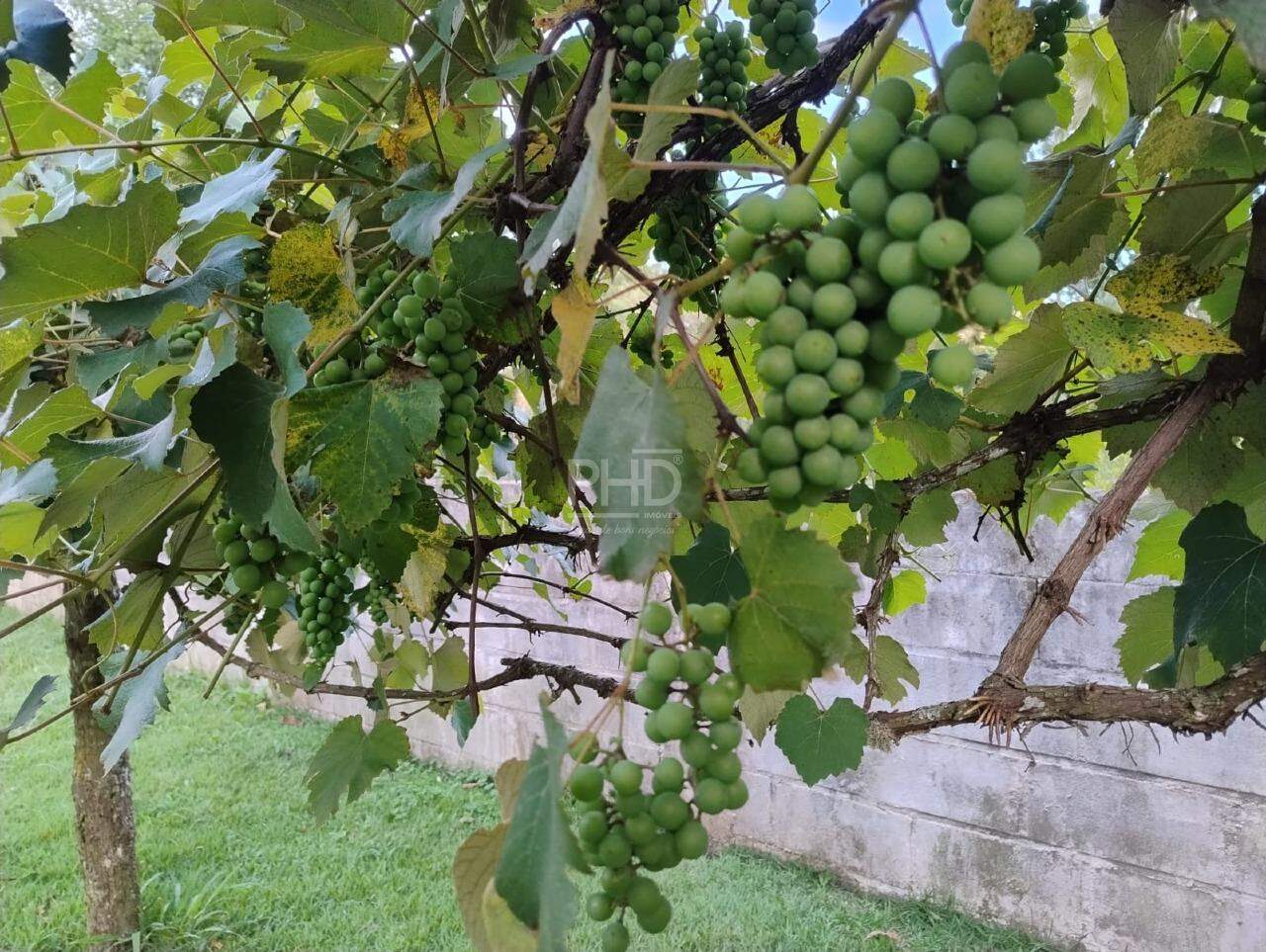 Sítio, 3 quartos, 1980 m² - Foto 15