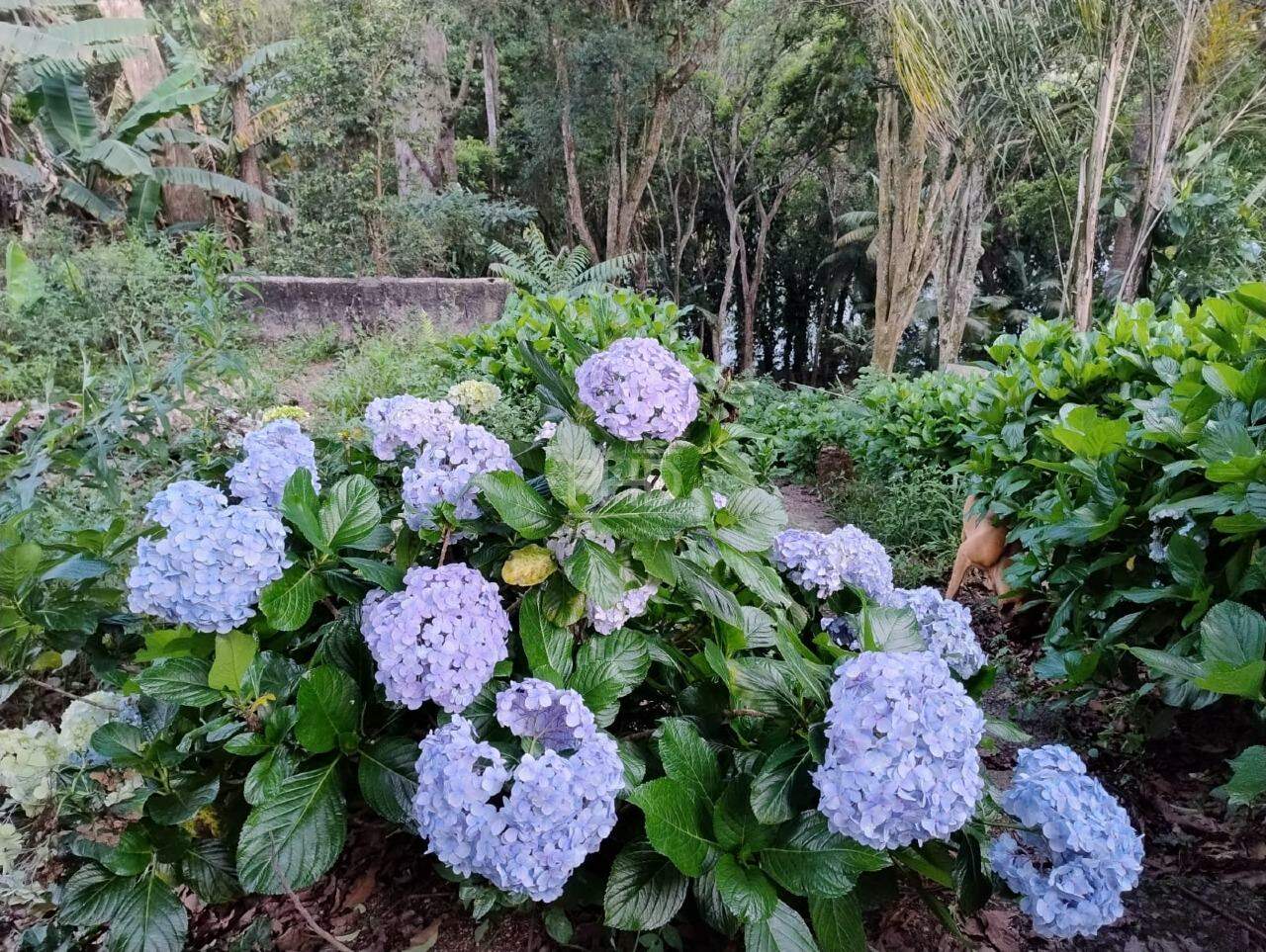 Sítio, 3 quartos, 1980 m² - Foto 20