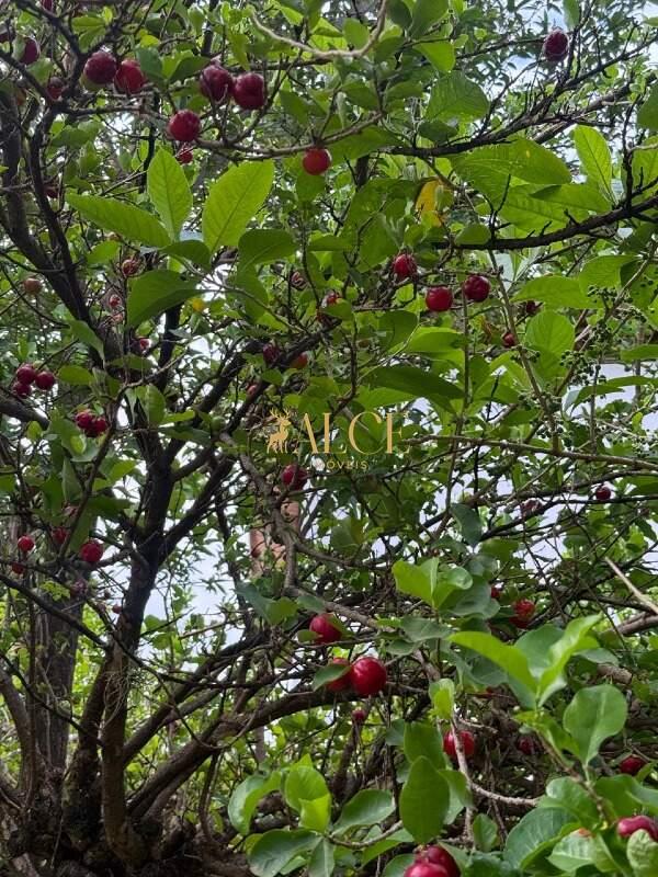 Terreno à venda Terras de Itaici: 