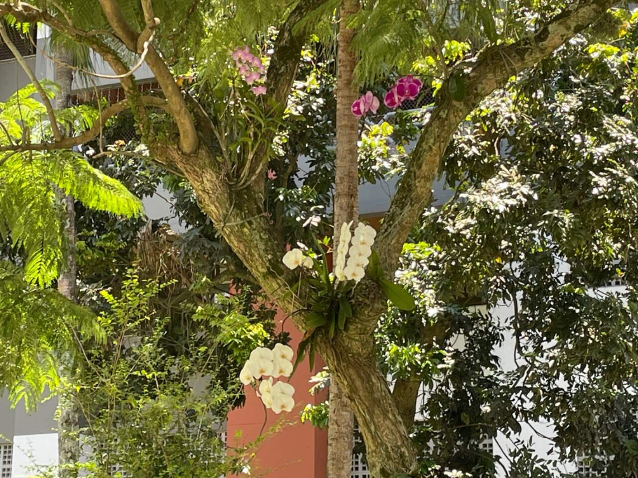 Apartamento à venda no Agronomica: 