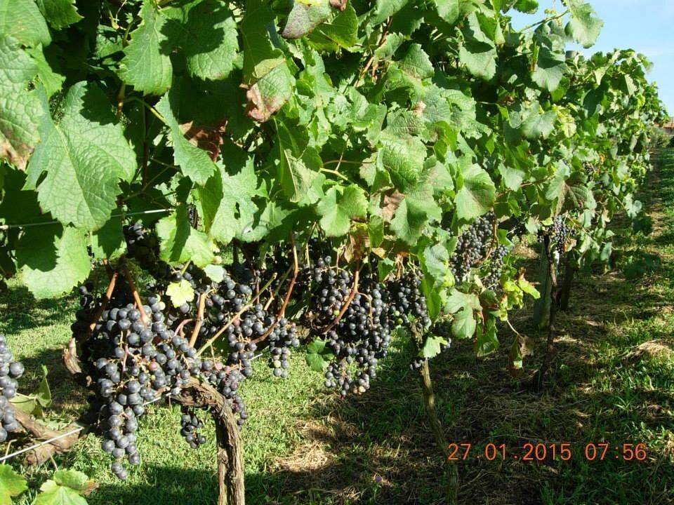 13945 – Foto 6