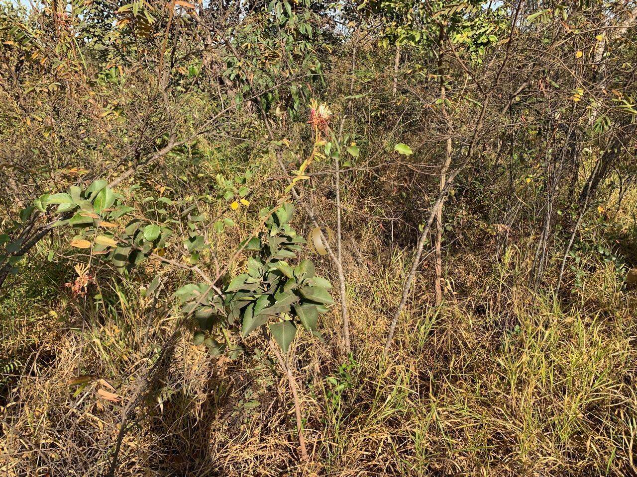 Terreno à venda, 5000m² - Foto 6