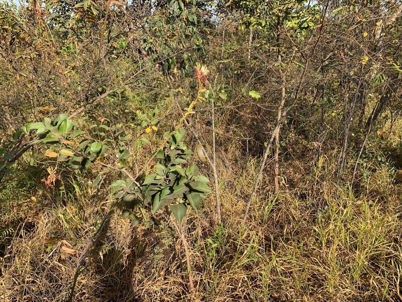 Terreno à venda, 5000m² - Foto 5