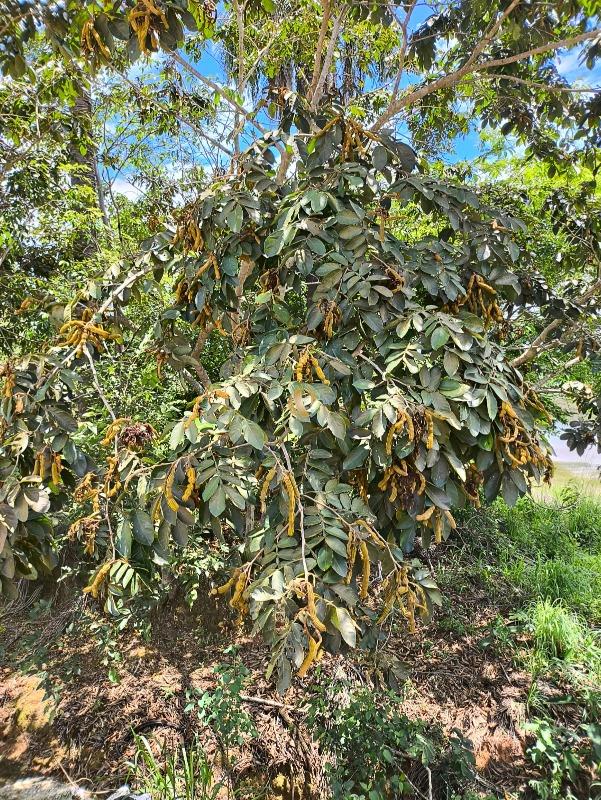 Terreno, 1107 m² - Foto 8