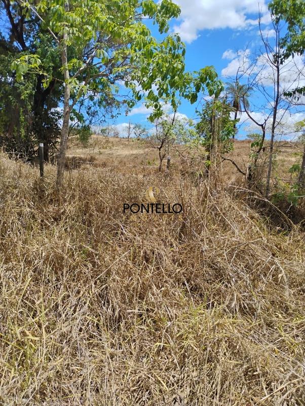 Terreno, 2 hectares - Foto 7