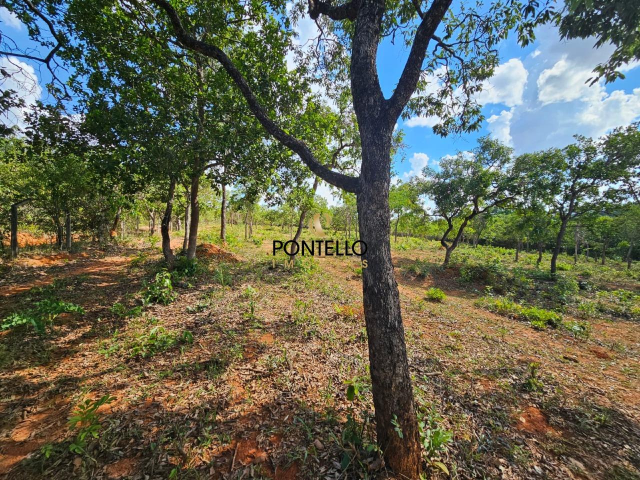 Terreno, 4 hectares - Foto 12