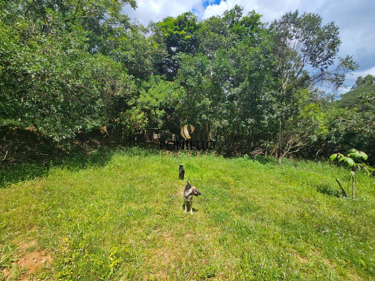 Chácara, 1 quarto, 5 hectares - Foto 4