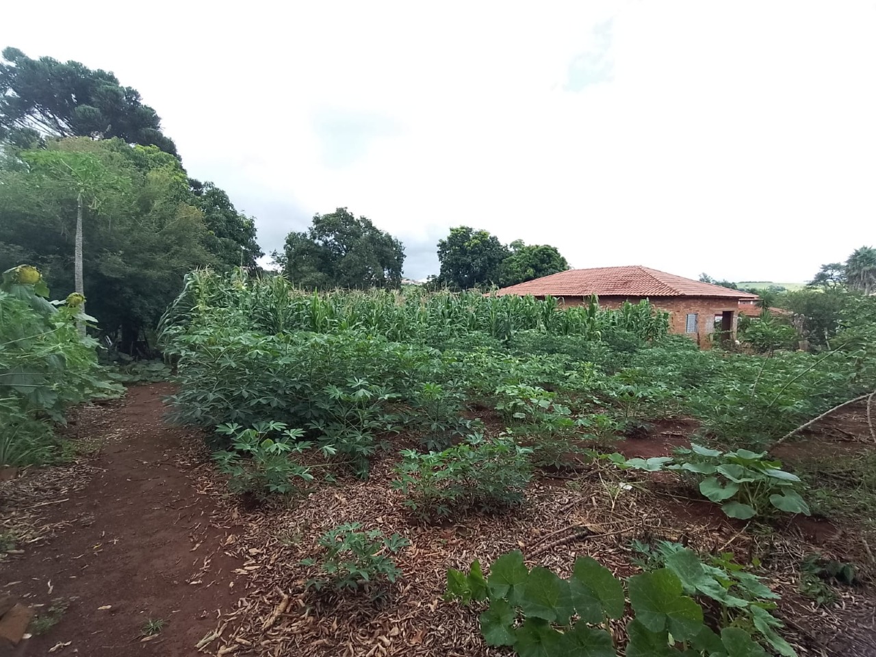 Chácara à venda no Condominio São Francisco : 