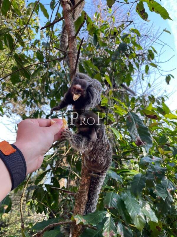 Chácara, 7 quartos - Foto 30
